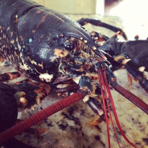 Lobster 1